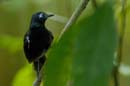 2996_CostaRica_Parc_Manuel_Antonio_Alapi_a